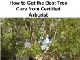 Best Tree Care Service PowerPoint PPT Presentation