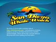 whale watching tours in san diego PowerPoint PPT Presentation