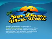 whale watching tours in san diego