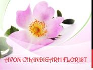 Send Cakes to Chandigarh | Chandigarh Florist