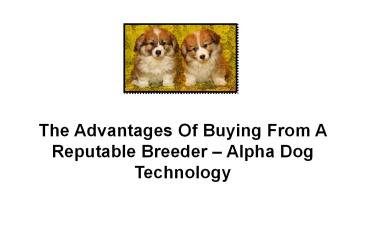 The Advantages Of Buying From A Reputable Breeder – Alpha Dog Technology