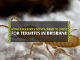 How Frequently Do You Need to Check for Termites in Brisbane? PowerPoint PPT Presentation