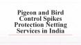 Pigeon and Bird Control Spikes Protection Netting Services in India PowerPoint PPT Presentation