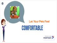 Dog Apparel & Accessories