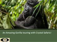 An Amazing Gorilla touring with Crystal Safaris!