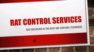 An Overview Of Rats & Rat Control Services