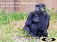 An Incredible Wild Life Experience with Crystal Safar PowerPoint PPT Presentation