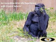 An Incredible Wild Life Experience with Crystal Safar