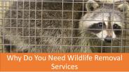 Why Do You Need Wildlife Removal Services