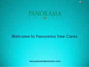 Expert Mangrove Trimmers - Panorama Tree Care