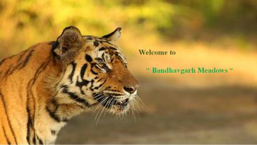 Bandhavgarh Meadows Wildlife Resort (1)