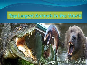Largest Animals in the World (1)