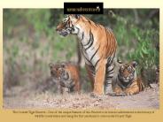 Indian Wildlife Tour Packages- asianadventures
