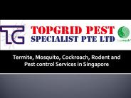 Looking For Pest control Services in Singapore