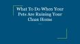 What To Do When Your Pets Are Ruining Your Clean Home PowerPoint PPT Presentation