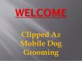 Professional Dog Grooming in Moorabbin PowerPoint PPT Presentation