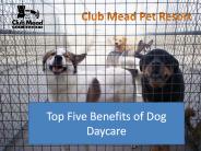 Top Five Benefits of Dog Daycare