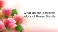 Significance of roses colors PowerPoint PPT Presentation