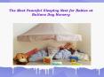 The Most Peaceful Sleeping Nest for Babies at Buttons Day Nursery PowerPoint PPT Presentation