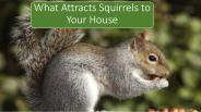 What Attracts Squirrels to Your House