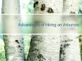 Advantages of Hiring an Arborists PowerPoint PPT Presentation