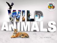 wild-animals-