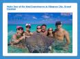 Experiences in stingray city, grand cayman PowerPoint PPT Presentation