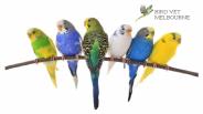 Bird Nail Clipping - Bird Vet Melbourne