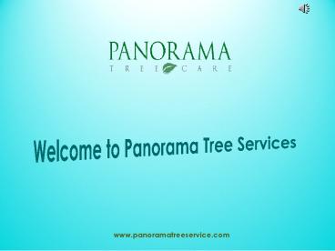 Tampa Tree Care Services - Panorama Tree Services
