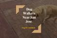 Best Dog Walkers near San Jose area PowerPoint PPT Presentation