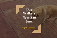 Best Dog Walkers near San Jose area