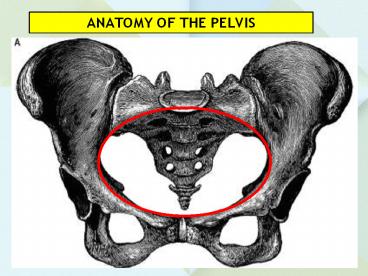 ANATOMY OF THE PELVIS