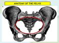 ANATOMY OF THE PELVIS PowerPoint PPT Presentation