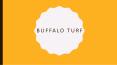 Buffalo Turf Suppliers Sydney | Professional Turfing PowerPoint PPT Presentation