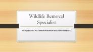 Animal Removal Solutions