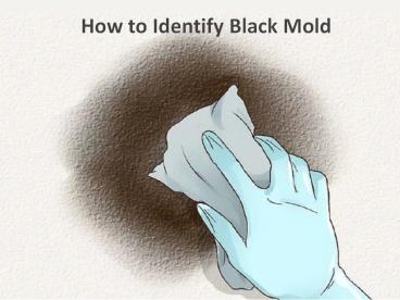 How to Identify Black Mold by Carolina Water Damage Restoration