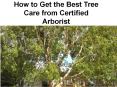 Hire the Experts of Tree Care Service in Fairfax PowerPoint PPT Presentation