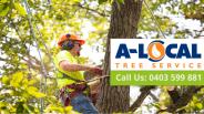 Palm Tree Removal in Brisbane