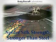 Spider Silk Strength: Stronger Than Steel