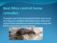 BEST MICE CONTROL HOME REMEDIES