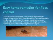 EASY HOME REMEDIES FOR FLEAS CONTROL