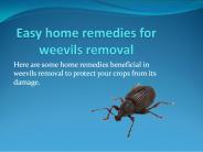 EASY HOME REMEDIES FOR WEEVILS REMOVAL