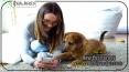 How as a New Pet Parent You Can Achieve Success PowerPoint PPT Presentation