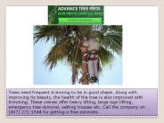 Tree removal company orlando - 407-271-1944