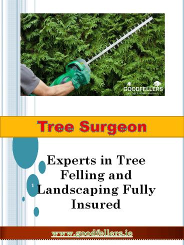 Tree Surgeon Dublin