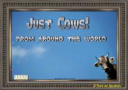 Just Cows!