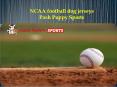 NCAA football dog jerseys Posh Puppy Sports PowerPoint PPT Presentation