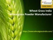 Wheatgrass India | Wheatgrass Powder Manufacturer