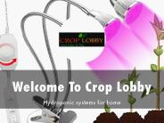 Detail Presentation About crop Lobby
