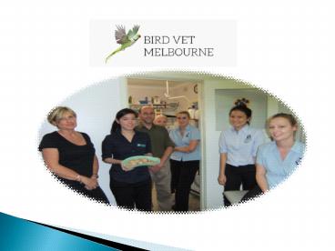 Avian Vet Melbourne - Bird Vet Melbourne